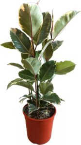 Ficus-Elastica-kamerplant